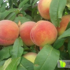 陕西大荔春雪：范家镇宋永丰