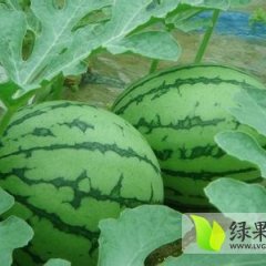 陕西蒲城冠龙西瓜货源供不应求