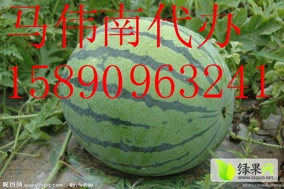2014年河南中牟京欣价格