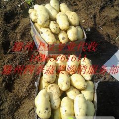 滕州大坞镇露地大田荷兰十五土豆以大量上市 价格低