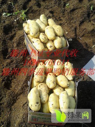 荷兰十五价格