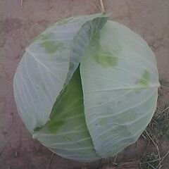 河南新野中甘21甘蓝：城郊乡曹小强