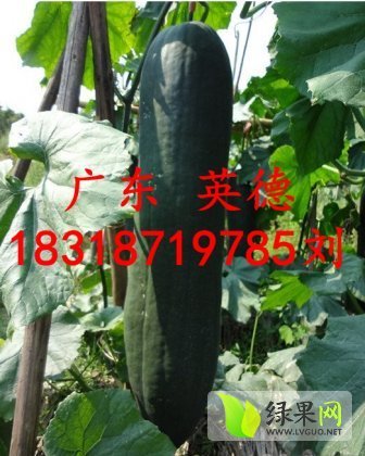 2014年广东英德子弹头黑皮冬瓜价格