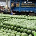 山东菏泽黄堽京欣、地雷瓜