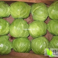 河南杞县球茎甘蓝全年都有