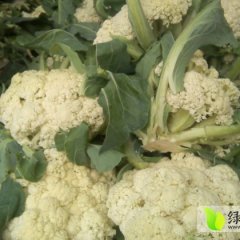 河南鹿邑白面青梗松花菜量大价低