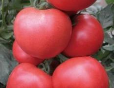 山东海阳硬粉西红柿品种优良 畅销各地