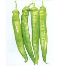 山东青州金牛角辣椒大量供应中