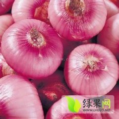 江苏沛县红皮洋葱5月~9月为收获期