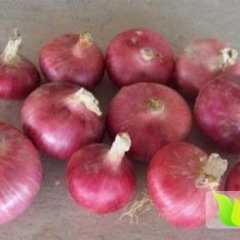 山东莘县红皮洋葱再有8-10天即将上市