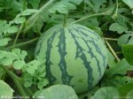 山东禹城京欣西瓜种植基地马上上市