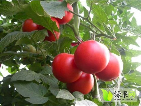 2014年山东费县硬粉价格