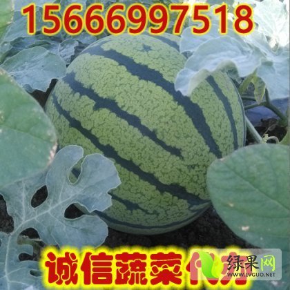 2014年山东郯城京欣价格