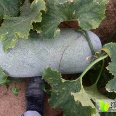 广西银海有大量白皮冬瓜上市