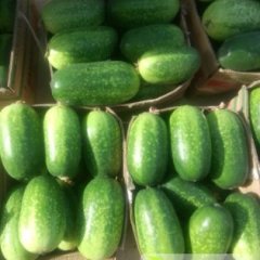 山东郯城绿春小冬瓜6-7月份大量上市