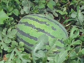 陕西蒲城西瓜成熟了