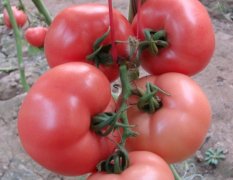 5-7月是本地西红柿大量上市的季节