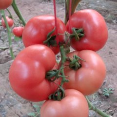 5-7月是本地西红柿大量上市的季节