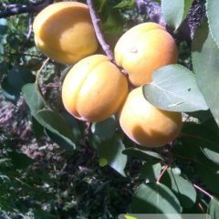 山西芮城再有两天5吨左右金太阳杏子上市