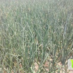 山东惠民红皮洋葱6月初上市