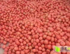 山东费县硬粉西红柿大量销售期在2-7月