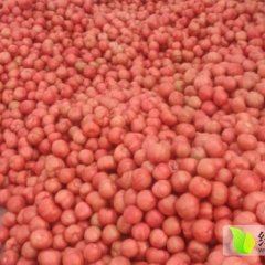 山东费县硬粉西红柿大量销售期在2-7月