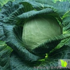 河北乐亭中甘21甘蓝每天上货量很大