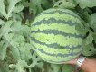 湖北东西湖8424西瓜：东山镇刘磊
