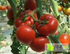 河北崇礼齐达利西红柿7月底8月初大量上市