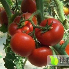 河北崇礼齐达利西红柿7月底8月初大量上市
