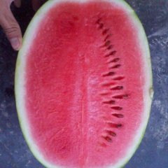 甘肃会宁丰抗：郭城镇赵首章