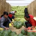 山东东昌府京欣西瓜种植之乡欢迎您