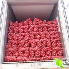 山东惠民圆葱（卡木一）洋葱：姜楼镇齐