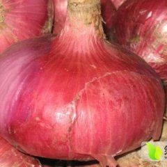 山东单县红皮洋葱产地 收购价格低