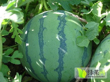 2014年山东郯城8424西瓜价格