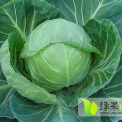 高品质甘蓝圆白菜3-7月份都有