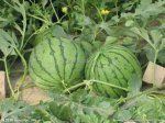 河北隆尧2014年种植西瓜品种多