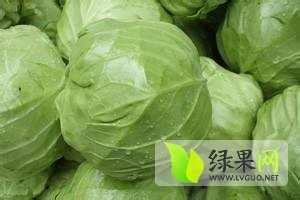 河南新野春玉甘蓝上市量大