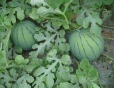 山东平度京欣西瓜今天收购价在1.05左右