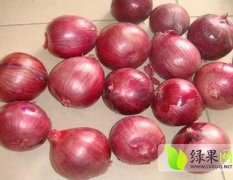 河南数万亩红皮高庄洋葱已上市