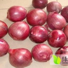 河南数万亩红皮高庄洋葱已上市
