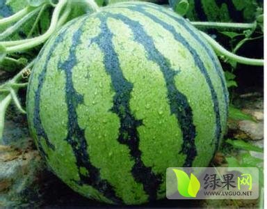 2014年陕西蒲城京欣价格