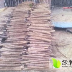 山东定陶白玉山药现在价格4.5左右