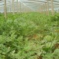 河北清苑8424西瓜现在的收购价在9毛上下