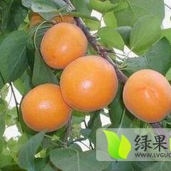 陕西大荔凯特杏：范家镇军超