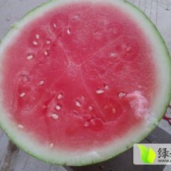 沙质土壤西瓜 口感独特 品种优良