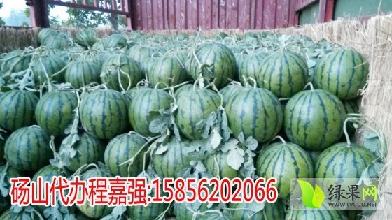 2014年安徽砀山8424西瓜价格