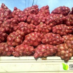 河南通许红皮洋葱 货源充足 上货快