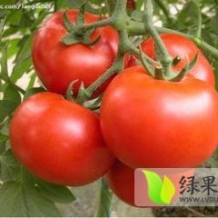 河北望都大红西红柿：王文村贾月梅