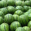 河北清苑京欣西瓜品种优良抗运输